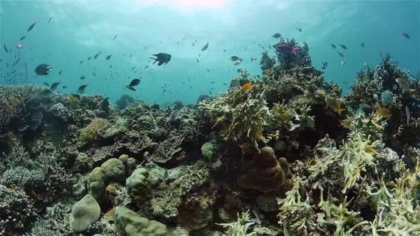 The Underwater World of a Coral Reef