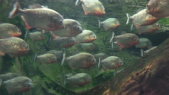 Piranha Fish in a Lake