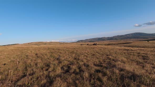 Aerial FPV Drone Shot of a Chasing and Flying Close Around Herd of Wild Horses Running on a Field at