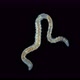 Worm Nais sp. under a microscope, Family Naididae, a class of Oligochaeta - VideoHive Item for Sale