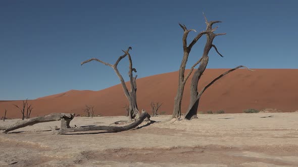 Must-See Places in the World. Namibia. Dead trees of the Namib Desert.