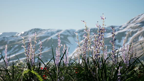 Lavender Field with Blue Sky and Mountain Cover with Snow