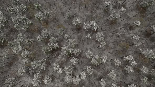 Drone flying over forest tree tops under snow 4K footage