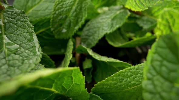 Fresh Mint Leaves. Sliding Probe Shot Through Green Mint Branches on Wooden Background
