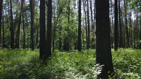 Beautiful Green Forest on a Summer Day Slow Motion