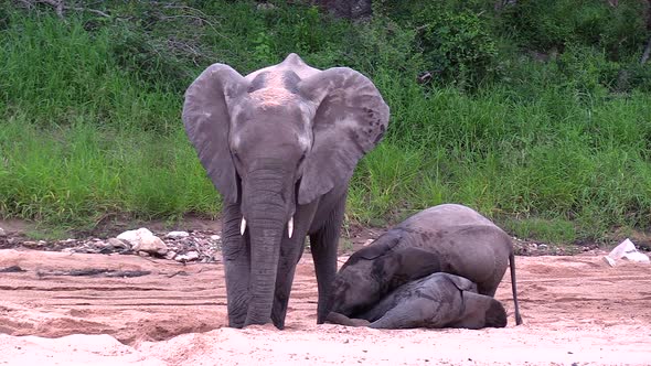 Two young elephants play in the sand while their mother digs a hole in the sand looking for water.