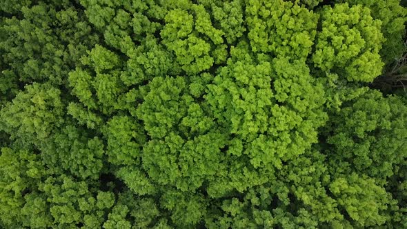 Slow aerial top down shot of natural thick tree forest in jungle during sunny day.Nature landscape f