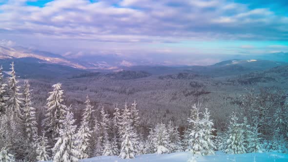 The Winter Mountain Forest