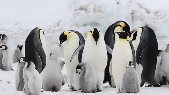 Emperor Penguins with Chicks Close Up in Antarctica