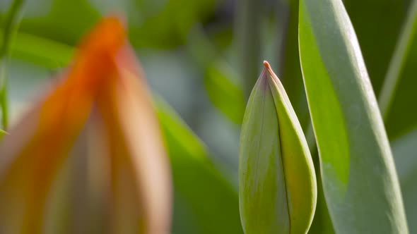 A Closed Red Tulip Bud on a Spring Day