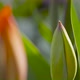 A Closed Red Tulip Bud on a Spring Day - VideoHive Item for Sale