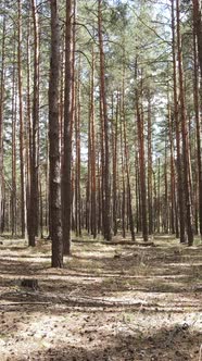 Vertical Video of Forest Landscape with Pine Trees in Summer Slow Motion