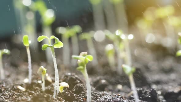 Beautiful Nature, Symbolizing Life Cycles, Small Plant Growing in the Ground