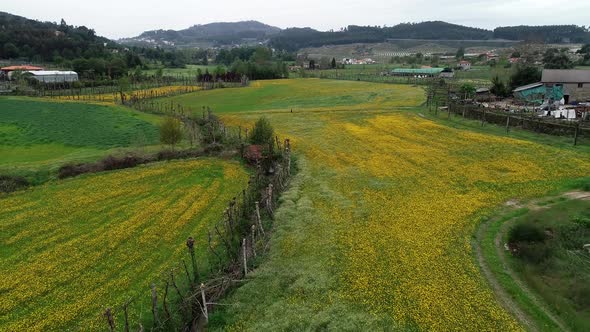 Yellow Flowers Aerial