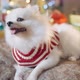 cute little white pomeranian dog wear sweater winter clothsit relax casual tonge out - VideoHive Item for Sale
