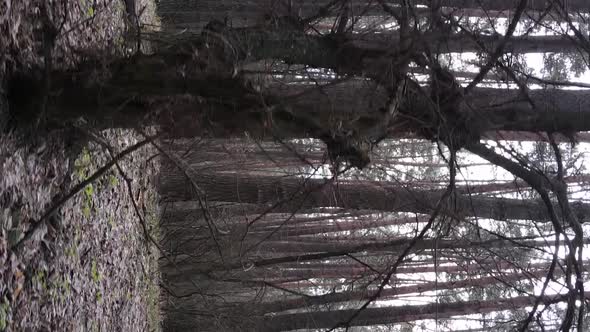 Vertical Video of Trees in a Pine Forest Slow Motion