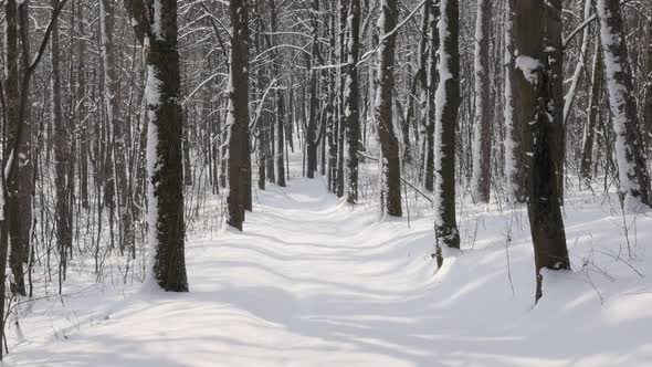 Early  morning in the forest slow motion 1920X1080 FullHD video - Snowed alley path by  winter slow-