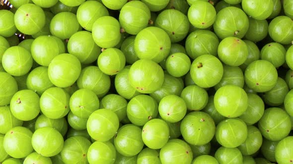 Panning Indians gooseberry