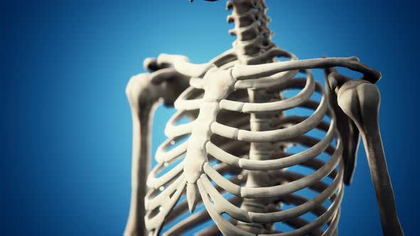 Full Human Skeleton Standing alt