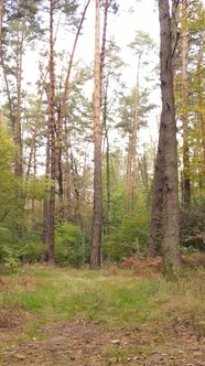 Vertical Video Trees in the Autumn Forest in the Afternoon