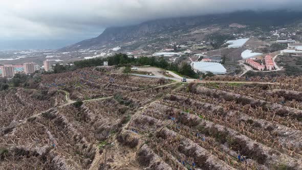 Dry Banana Plantations Aerial View