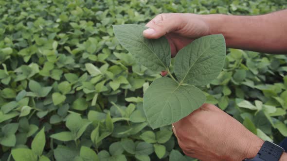 Soy Leaf in a Hand