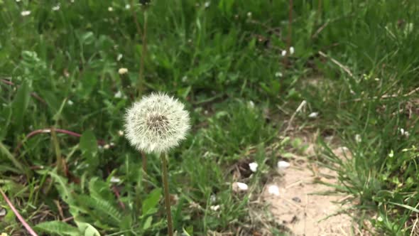 Florets of blowball on the plant head slow-mo 1920X1080 HD footage - Slow motion dandelion flower on