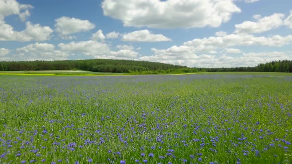 Aerial View on a Green Spring Fields with Blooming Cornflowers