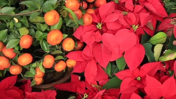  poinsettia Christmas flower