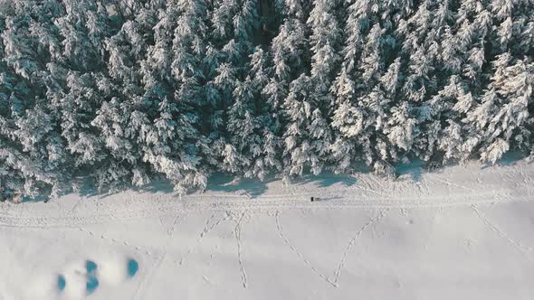 Aerial View on Winter Pine Forest and Snowy Path with People on a Sunny Day