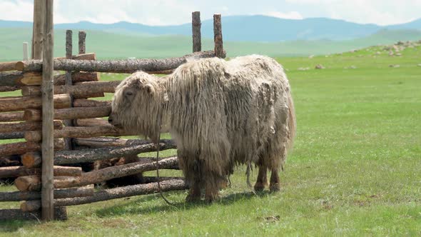 White Yak With Extremely Long Hair Fur