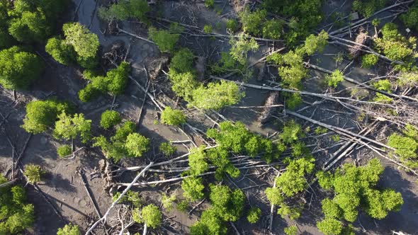 Aerial descending view young and dead mangrove