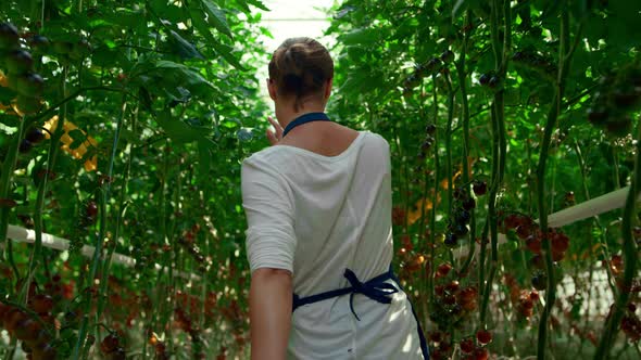 Tomato Plantation Woman Farmer Inspect Ripe Harvest