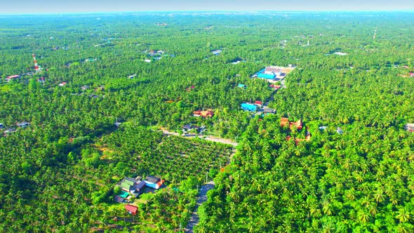 An aerial view from a drone flying over a beautiful green coconut grove