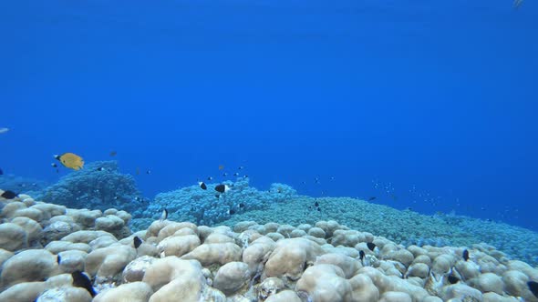 Blue Sea Water and Tropical Fish