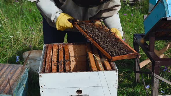 Man Works with Beehive on a Family Eco Business Producing Natural Honey
