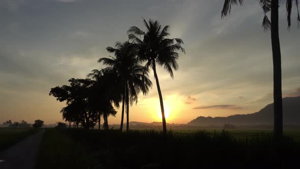 Panning shot coconut trees in a row. 