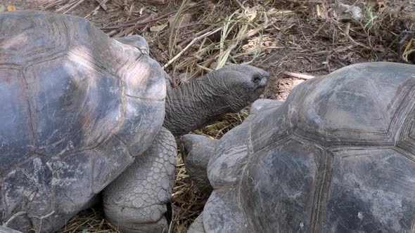 Giant Seychelles Turtles