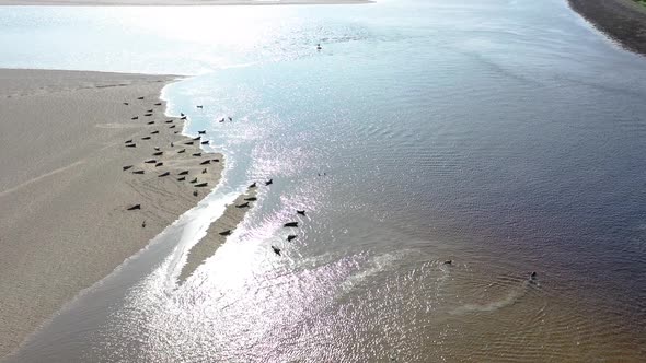 Aerial View of Seal Colony Resting on Sandbanks in County Donegal - Ireland