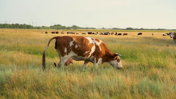 Cows in the pasture.Cows and sheep graze on the field. Herd of cows at sunset.