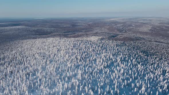 Horizonless Forest and Frozen Trees Covered with Snow on Clear Sunny Day in Winter