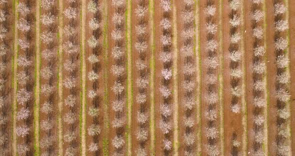 Aerial View of field of cherry trees, Ein Harod, Northern District, Israel.