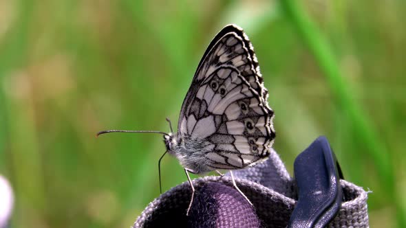 A close-up of a butterfly in this summer meadow.