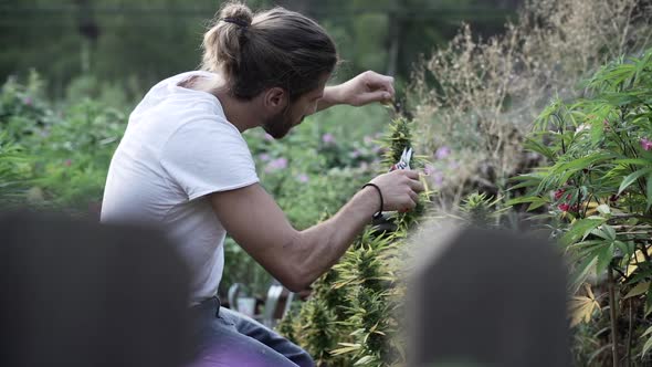 Focused Marijuana Farmer Cutting Leafs and Smelling Plants Enjoying His Office