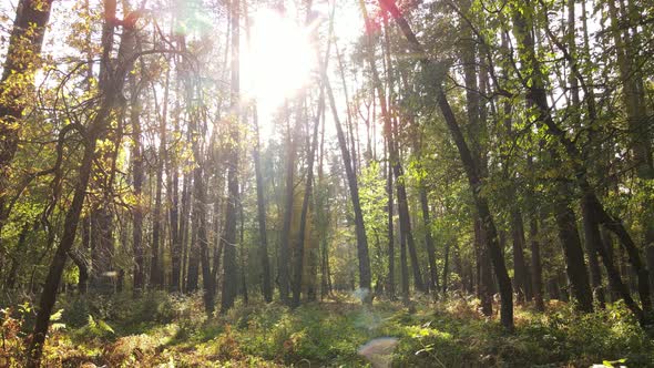 Forest Beautiful Landscape in an Autumn Day