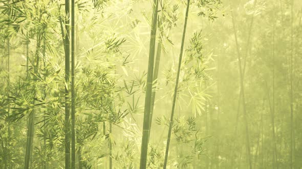 Bamboo Forest in Southern China