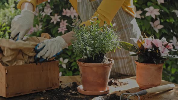 Gardener Transplants Potted Plants in Summer Blooming Garden