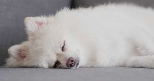 Pomeranian dog sleep on sofa