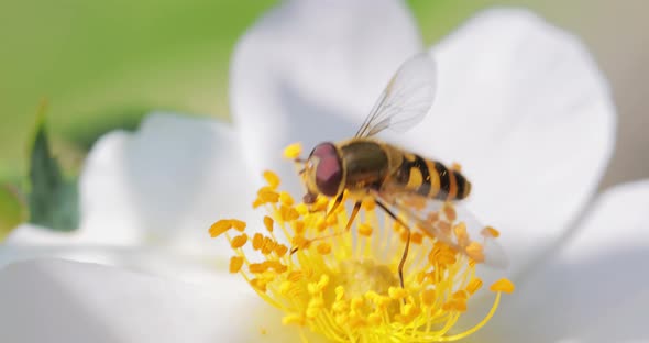 Hoverflies Flower Flies or Syrphid Flies Insect Family Syrphidae