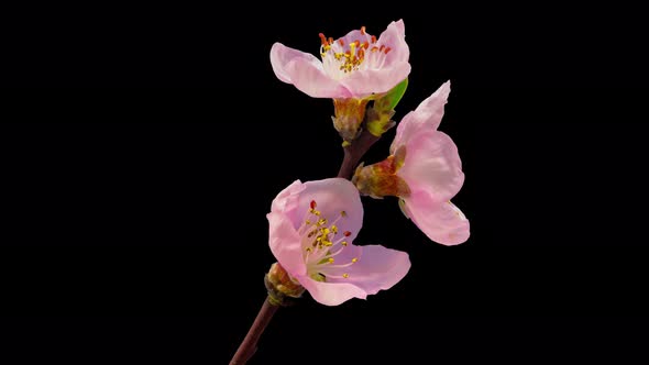 Peach Blossom Isolated